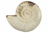 Polished Jurassic Ammonite (Perisphinctes) - Madagascar #270913-1